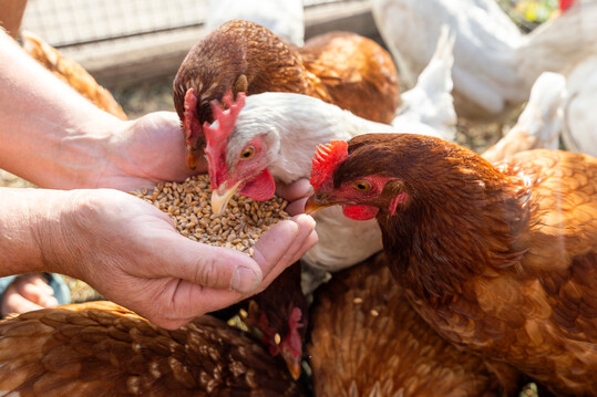 Das Forschungsprojekt sLowFeedChickIns untersucht alternative Proteinquellen fr den Praxiseinsatz bei der Ftterung von Zweinutzungshhnern.