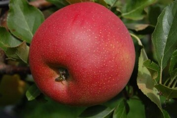 Galiwa ist eine schorfresistente Schweizer Neuzüchtung.