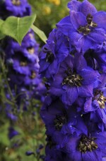 Im Rosengarten von Hannelore und Roland Birkel