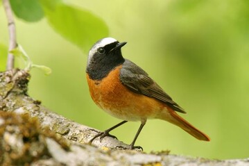 Der Gartenrotschwanz ist "Vogel des Jahres 2011".