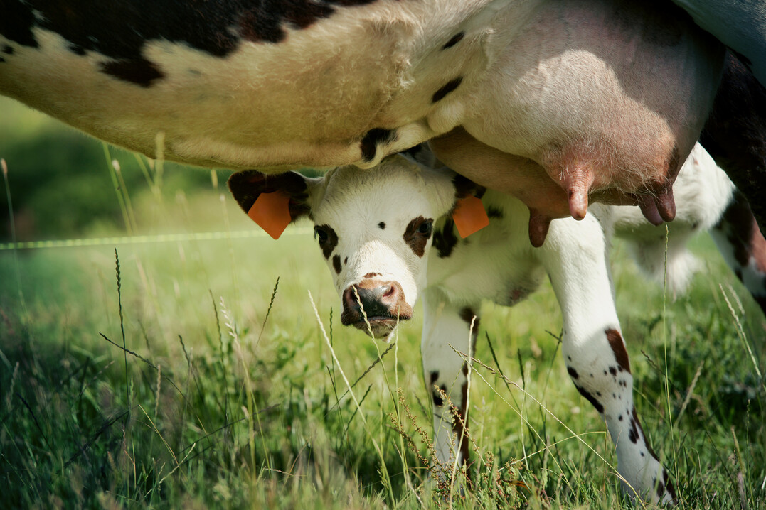 Das System AutoDry von Gea Farm Technologies ist eine innovative Funktion innerhalb der GEA-Herdenmanagementsoftware fr konventionelle Melksysteme. Die Funktion lsst sich kuhindividuell aktivieren und bereitet die Khe schonend und effektiv auf das Trockenstellen vor. AutoDry leitet die automatische Melkzeugabnahme nach Erreichen einer vordefinierten Zielmilchmenge ein. Circa zehn Tage vor dem Trockenstellen startet AutoDry und verringert ber einen patentierten Algorithmus mit jedem weiteren Tag in Richtung Trockenstellen schrittweise die Milchproduktion.