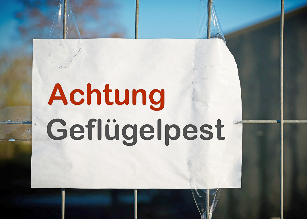 In der niedersächsischen Gemeinde Winkelsett gibt es einen weiteren Geflügelpest-Verdachtsfall – wieder ist ein Putenbetrieb betroffen.
