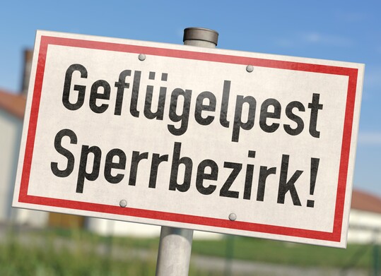 In der Gemeinde Husby ist die Geflgelpest in einer Gnsehaltung ausgebrochen.