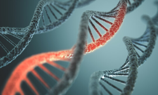 Die Genomeditierung bleibt ein international bedeutendes Forschungsfeld mit verschiedenen Schwerpunkten, darunter die Entwicklung genetisch modifizierter Nutztiere,