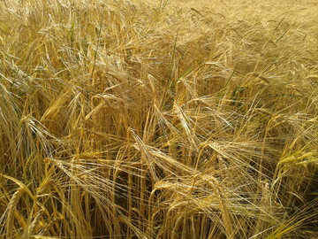 Wintergerste mit Durchwuchs von Ackerfuchsschwanz: Es kann sich lohnen, fr�h mit ackerbaulichen Ma�nahmen und Herbiziden gegenzusteuern.