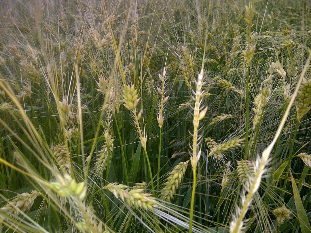 Beim Auftreffen der Hagelkörner entstehen an den Pflanzen, wie hier bei Gerste, Schäden in Form von Anschlägen, Knickungen, Schlitzungen Brüchen oder Abschlägen.