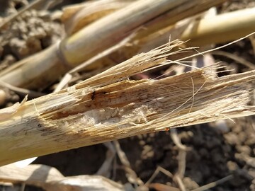 Die Zünslerraupen verkriechen sich ins untere Ende der Stängel, wenn sie nicht zur sensiblen Zeit von Schlupfwespen aufgehalten werden.