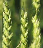 Preisrally: Der Weizenpreis liegt derzeit auf dem höchsten Niveau seit August 2008. Die Nachfrage ist weltweit ungewöhnlich hoch.