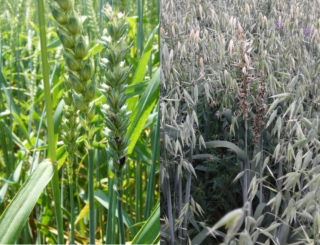 Mit Steinbrand befallene Pflanzen (l.) drischt man am besten separat und zum Schluss. Die Sporen dürfen nicht ins Lager gelangen. Von diesem Haferbestand mit Flugbrand (r.) darf kein Nachbausaatgut geerntet werden.