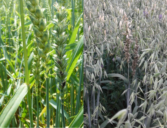 Mit Steinbrand befallene Pflanzen (l.) drischt man am besten separat und zum Schluss. Die Sporen drfen nicht ins Lager gelangen. Von diesem Haferbestand mit Flugbrand (r.) darf kein Nachbausaatgut geerntet werden.