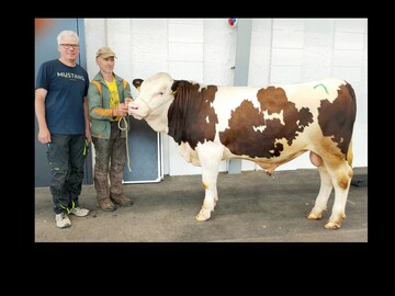 Gigirad P steht als Testbulle mit normalem und gesextem weiblichem Sperma zur Verfgung. Der Gigior P-Sohn wurde von Konrad Hermann in Gtenbach gezchtet. Er steht bei der Stallgemeinschaft Bchern in Mhlenbach im Natursprungeinsatz.