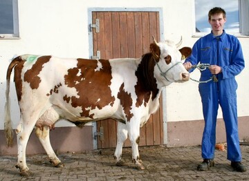 Vorderwlder: Diese Giodiantochter Sonja verkrpert das Leistungspotential ihres Vaters Giodian. In 100 Tagen gab sie 2698 kg Milch. Exterieurmig ist sie top bei mittlerem Rahmen. Zchter Gerhard Klausmann aus St. Georgen Stockburg freut sich die gute Persistenz seiner Giodiantchter.