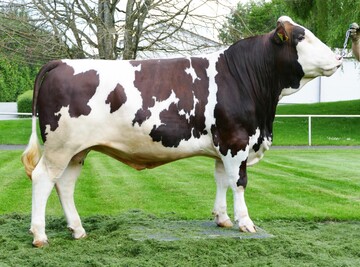  Der Vorderwlderbulle Gipirgi stammt von Gipada ab. Der Bulle prsentiert sich als nahezu perfekter Bulle ohne Schwchen. 