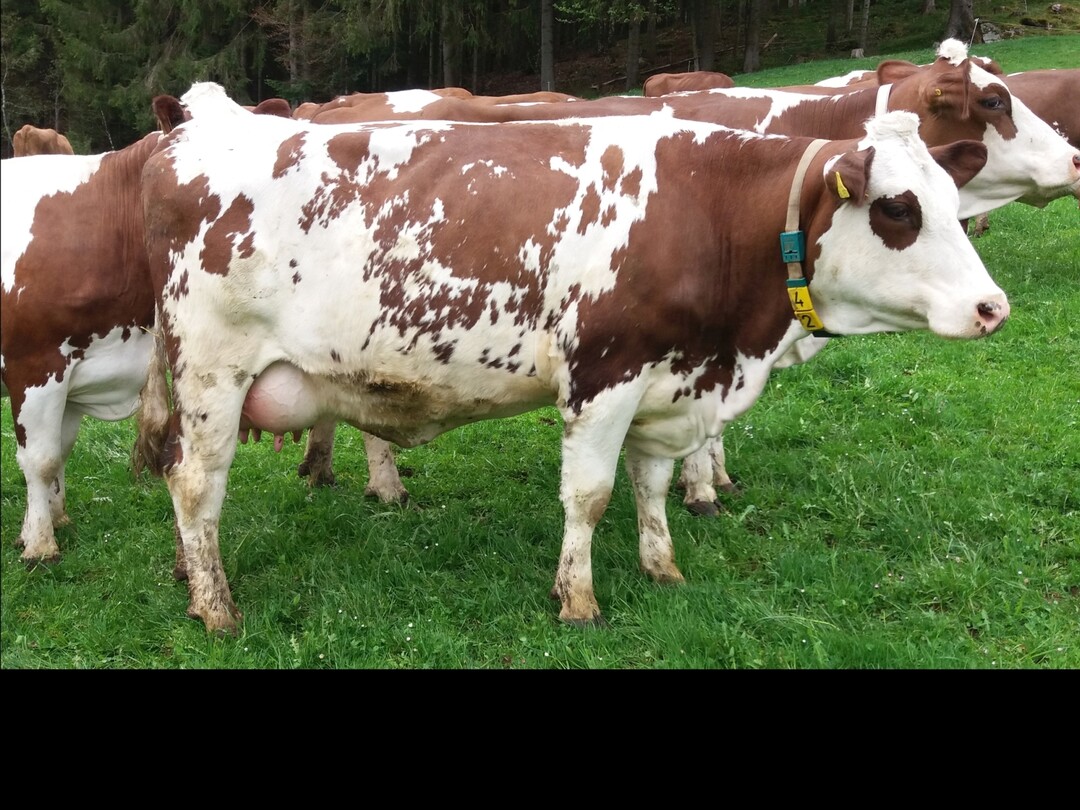   Die Gipirgi-Tochter Gipirgi aus der Zucht der Knpfle-Willmann GbR in Schwrzenbach erreicht einen Milchwert von 117 und 2,60 Kilogramm pro Minute Melkbarkeit. 