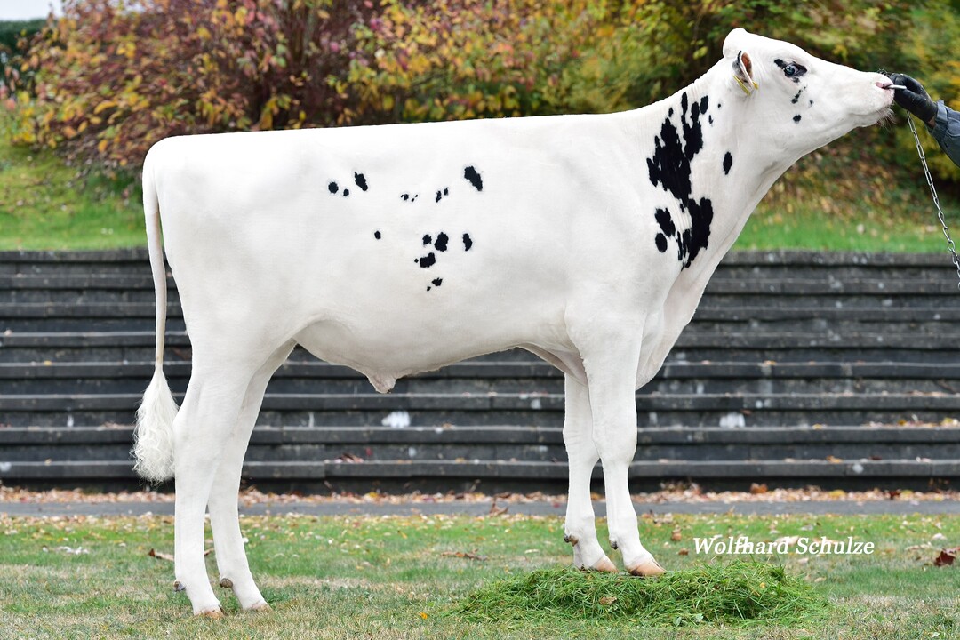 Gipsy - der Fitnessspezialist unter den schwarzbunten Holsteinvererbern.
