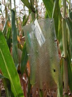 Maiswurzelbohrerfalle