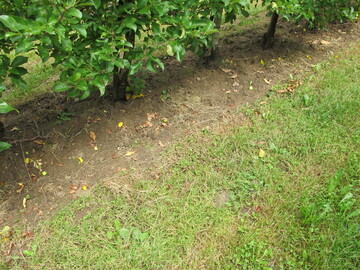 Für hohe Erträge sind bewuchsfreie Baumstreifen wichtig, denn Unterwuchs konkurriert mit den Bäumen um Wasser und Nährstoffe.