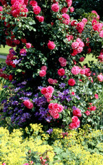 Die Kletterrose ‚Rosa Uetersen’ blüht mit der lilafarbenen Clematis (Clematis viticella) um die Wette. Als Klassiker gilt der Frauenmantel, der mit seinen zarten, gelbgrünen Blüten die Szene harmonisch abrundet.