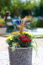 Gärtnereien halten jetzt eine große Auswahl an robusten Herbstblühern und passenden Gefäßen bereit.