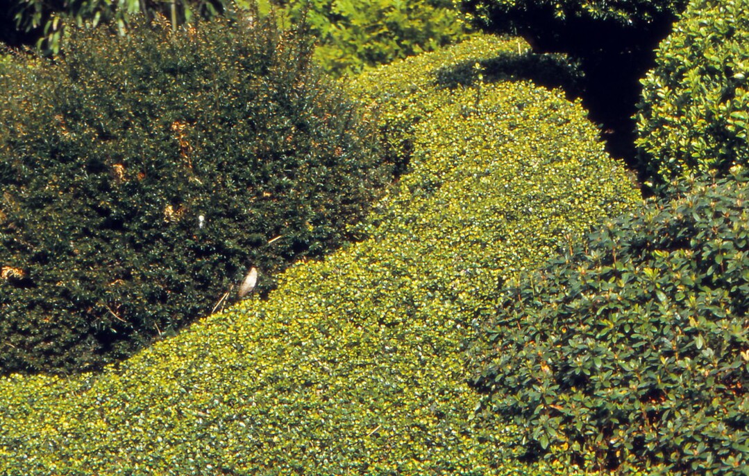 Optisch von Buchsbaum kaum zu unterscheiden ist die Japanische Hülse (Ilex crenata). Der Strauch ist zudem sehr wandlungsfähig - und lässt sich als Bodendecker, Hecke oder Formschnittgehölz verwenden.