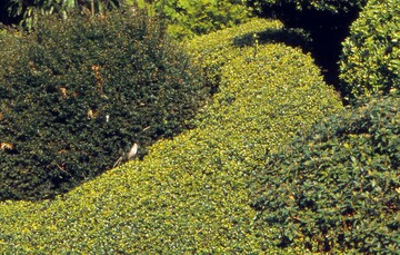 Optisch von Buchsbaum kaum zu unterscheiden ist die Japanische Hlse (Ilex crenata). Der Strauch ist zudem sehr wandlungsfhig - und lsst sich als Bodendecker, Hecke oder Formschnittgehlz verwenden. 