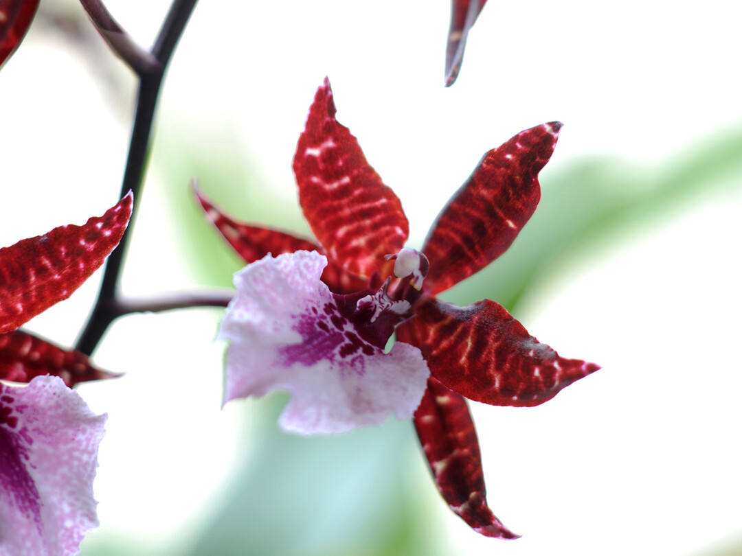 Die Blüten der Cambria-artigen Orchideen präsentieren sich in einer immensen Größen- und Formenvielfalt. Sie ist eine von über 25.000 Orchideenarten.