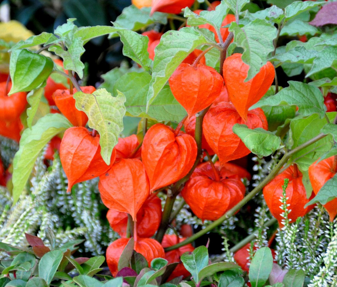 Lampionblumen