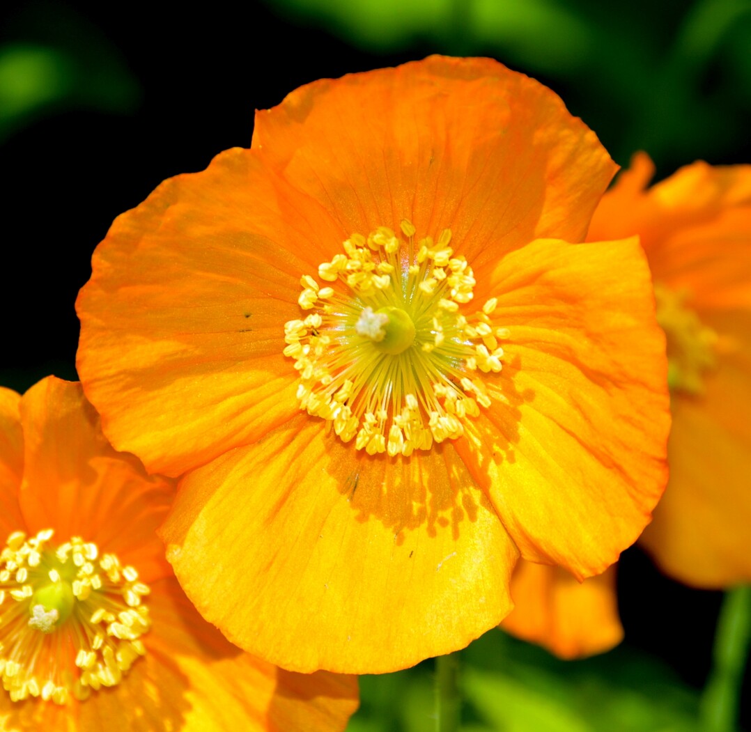Kambrischer Scheinmohn "Aurantiaca": Fr sonnige bis schattige Gartenpartien. Wenn man ihn lsst, versamt er sich und wandert durch den Garten.