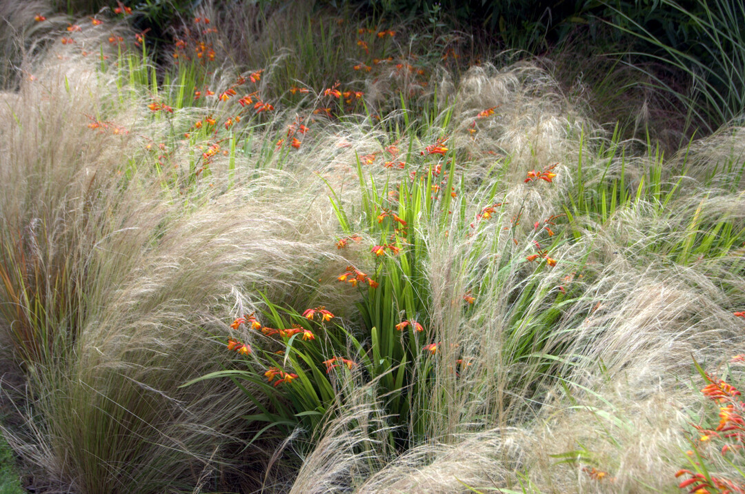 Crocosmia-Blten mit Federgras 