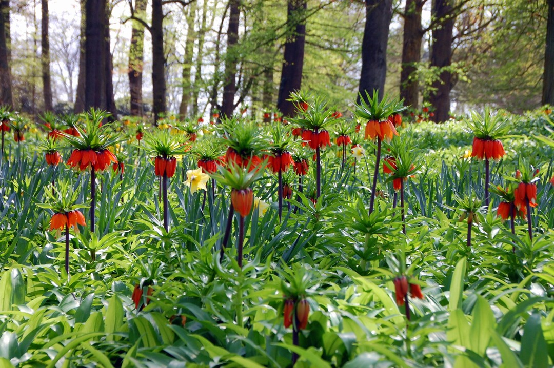 Kaiserkronen: Sie wirken gut auf groen Flchen oder am Gehlzrand.