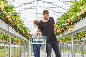 Frchte in bequemer Pflckhhe: Beim Stellagen-Anbau wachsen Erdbeeren gut einen Meter ber dem Boden.