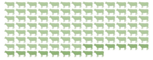 An guten Tagen nutzten
100% der Kühe die Bürste,
an schlechten immerhin
noch 85%.