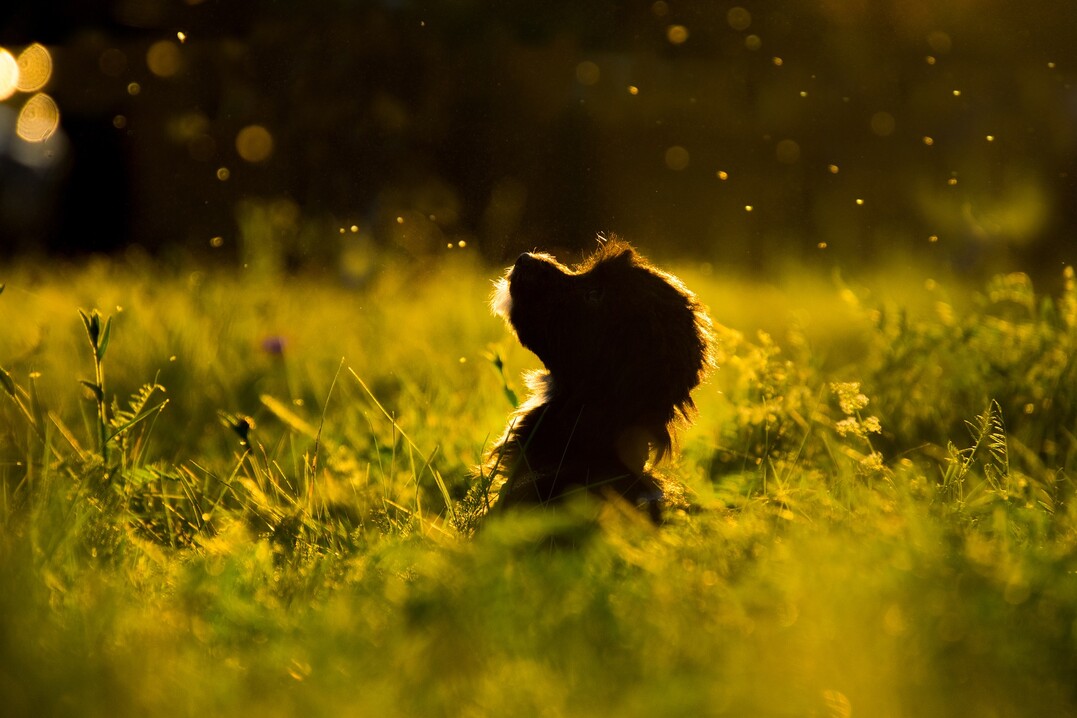Hund im Gras