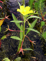 Großblütiges Heusenkraut