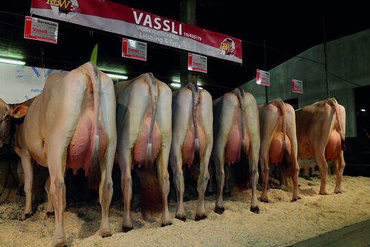 Vassli konnte bereits auf der Jungzchterschau in Buchloe eine berzeugende Nachzucht prsentieren.