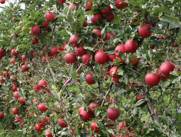 Zweidimensional erzogene Bäume erleichtern die Mechanisierung und versprechen besser gefärbte Früchte.