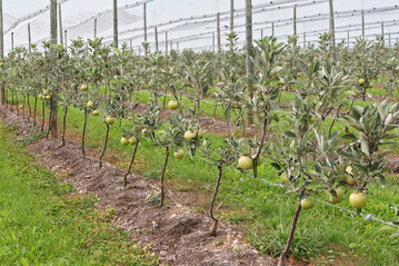 Guyot-Erziehung bei der Apfelsorte "Fräulein": Der grundsätzlich schwächere Wuchs der Sorte könnte durch die Verwendung stärker wachsender Unterlagen ausgeglichen werden.