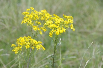 Jakobskreuzkraut, das näher als 100 Meter von Wiesen oder Weiden entfernt wächst, sollte konsequent vor der Samenbildung mit der Wurzel entfernt und entsorgt werden.