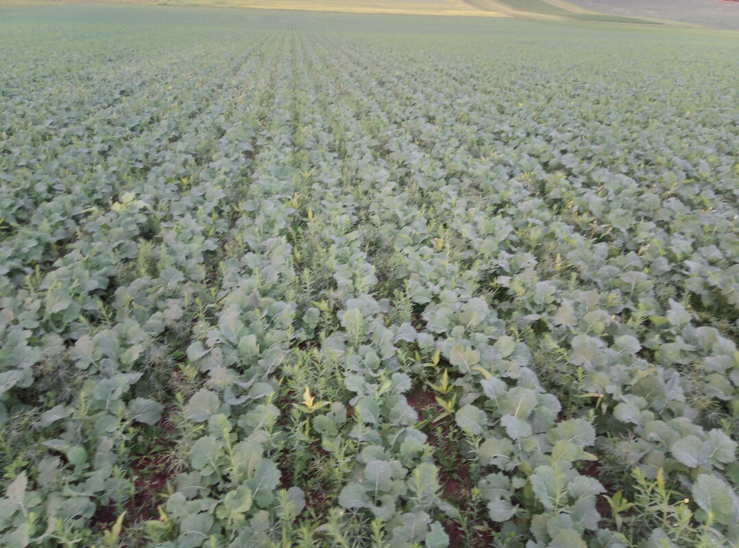 Raps im Fr�hjahr mit Lupinen und Klee in der Zwischenfrucht