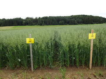 kohafer in der Sortenprfung.