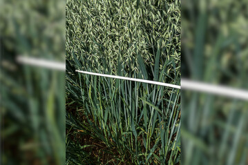 Unter Umständen kann der Einsatz eines Wachstumsreglers in Hafer sinnvoll sein.