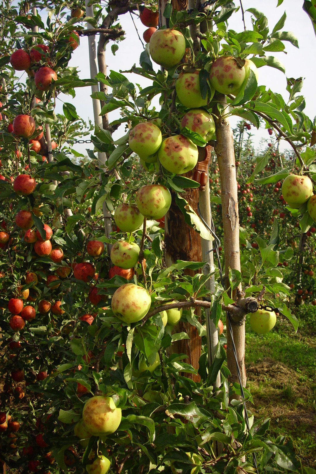 Hagel ist die Gefahr mit der höchsten Eintrittswahrscheinlichkeit und ist in den Versicherungsverträgen als Kern immer enhalten.