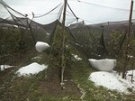 Diese Obstanlage hat der Hagel voll erwischt.