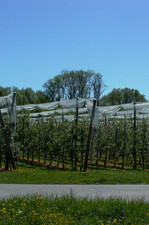 Apfelanlage mit noch nicht geschlossenem Netz zu Blühbeginn.