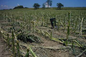 So sieht ein Totalschaden an Mais aus, hier im Kreis Überlingen.