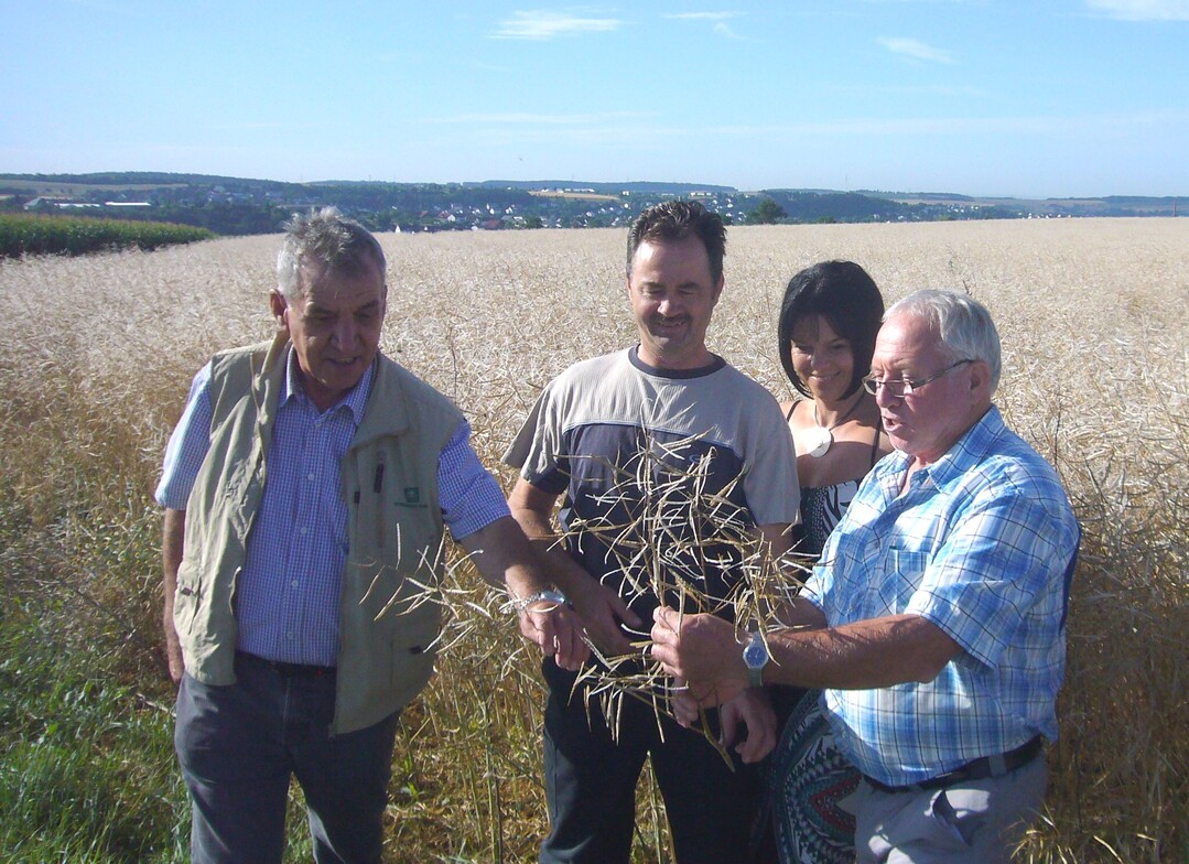Total verhageltes Rapsfeld am 18. Juli in Buchen-Hainstadt: Das Landwirts-Ehepaar Schüssler (Mitte) im Gespräch mit den Sachverständigen der Versicherung, Reinhold Beuchert und Richard Eiselen