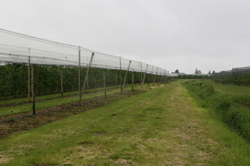 Gerodete Baumreihen: Damit kam der Obstbauer dem im Wassergesetz geforderten Abstand von mindestens zehn Metern nach. Jetzt steht noch die Forderung nach dem Rckbau des Hagelnetzes im Raum. 