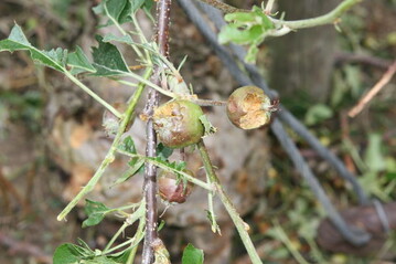 Das Unwetter vom 26. Mai vernichtete nicht nur die Ernte des vergangenen Jahres, sondern verursachte auch massive Schden am Holz, so dass die Folgen noch lange nachwirken.