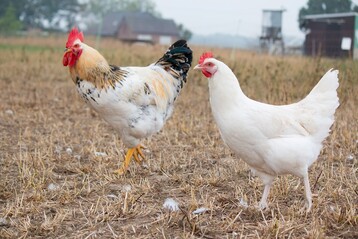 Ginge es nach Demeter und Bioland, ist die Geschlechtsbestimmung im Ei keine Lsung gegen das Kkentten. Hahn und Henne sollten beide aufgezogen werden. 