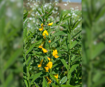 Ostindischer Hanf ist eine Zwischenfrucht die nur auf sehr warmen Standorten angebaut werden sollte.